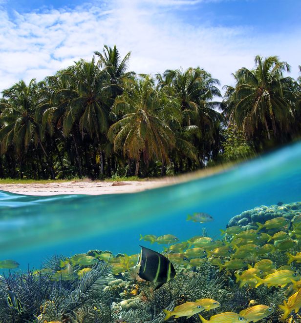 Tropical fish in the Caribbean