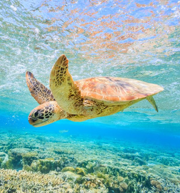 Green Sea Turtle in Saint Vincent and the Grenadines